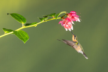 Female White-throated Mountain-gem, Lampornis castaneoventris, in flight feeding on Cavendishia bracteata flowers, Costa Rica