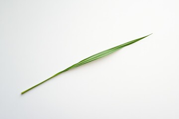 Fototapeta premium A single long green leaf is laying on a white surface