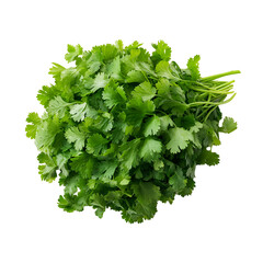 Fresh Cilantro Bunch, Green Herb, Culinary Ingredient, Aromatic Leaves