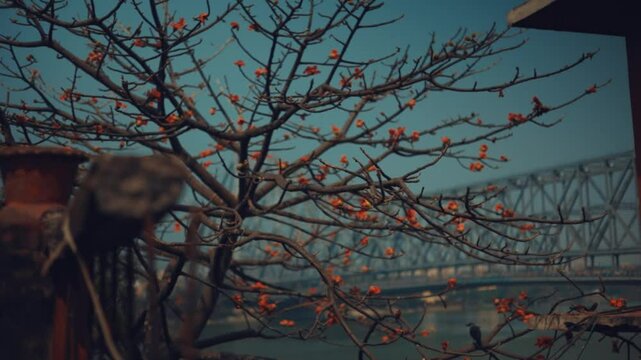 Polash flower and Polash tree in Kolkata Howrah Bridge with blue sky, the flower of spring