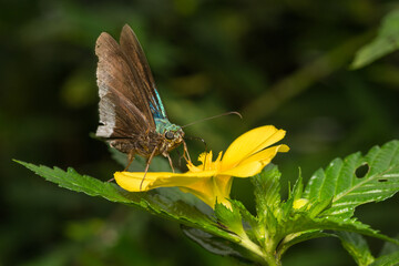 Butterfly, feeding on flower, Costa Rica