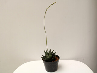 tiny cactus plants