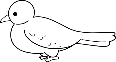 seagull bird