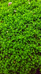 Fototapeta premium Wet green moss on the rocks