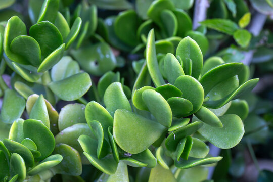 Money Tree Crassula Hummel's Sunset. ovata f. variegata. Bonsai style.