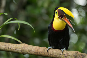Yellow-throated Toucan, Ramphastos ambiguus, with bill open showing its tongue, Costa Rica