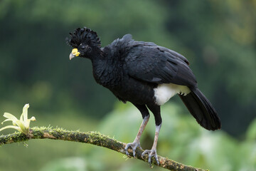Male Great Curassow, Crax rubra, Costa Rica