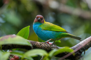 Male Bay-headed Tanager, Tangara gyrola, Costa Rica