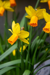 Narcissus cyclamineus, the cyclamen-flowered daffodil