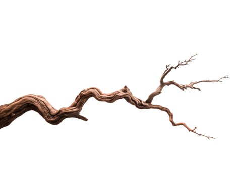 Bare, twisted tree branch isolated on white or transparent png, showcasing detailed texture and distinctive wood design.