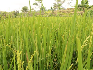 rice plant image