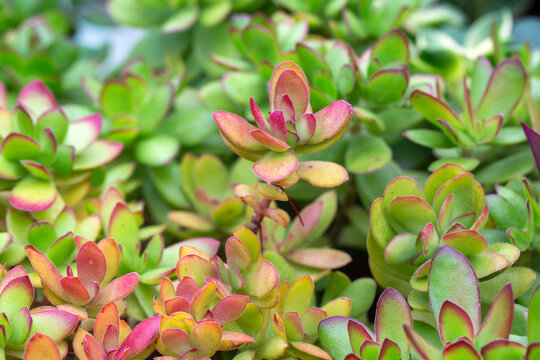  Crassula ovata is succulent plant