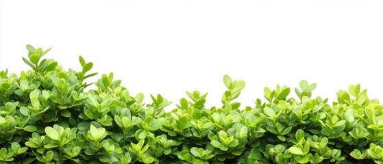 Obraz premium Lush Green Boxwood Hedge Against a Clean White Backdrop Creating a Sense of Freshness and Natural Serenity Perfect for Design