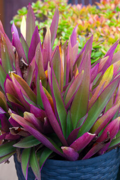 Tradescantia spathacea or Boat Lily,Oyster plant floral background. Selective focus.