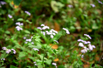 Purple praxelis flowers in Bangladesh. Wild Flower