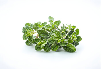 Obraz premium Fresh oregano isolated on white background