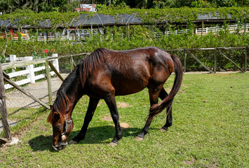 Portrait of horse in the ranch.