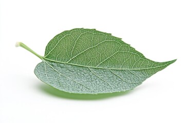 Obraz premium Green leaf isolated on white background. Clipping path included for easy extraction