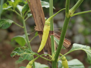 green chilli image