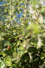 photo Close-up of bush with leaves highlighting vibrant, vivid greenery and a single red berry in natural outdoor garden environment under sunlight