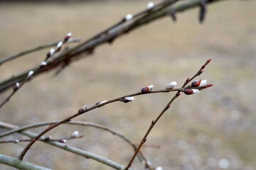 Delicate new growth of pussy willow branches with soft, furry catkins heralds the arrival of spring and symbolizes renewal and new beginnings in nature