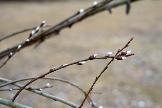 Delicate new growth of pussy willow branches with soft, furry catkins heralds the arrival of spring and symbolizes renewal and new beginnings in nature