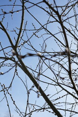 Capturing the beauty of budding branches against the clear blue sky, showcasing the intricate and natural pattern of early springtime blossoms and their serenity