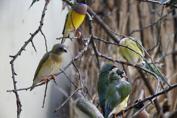 Group of colorful finches perched on thin branches, showing a variety of colors and patterns against a pale, textured background.