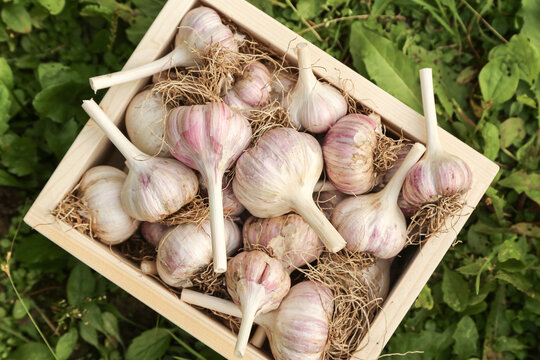 Garlic close up macro in wooden box top view. Organic garlic harvest with roots on grass in garden. Harvesting vegetables