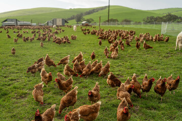 free range chicken farm with chook tractors and guardian dogs © Phoebe