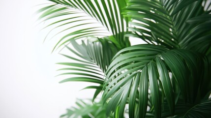 Lush green palm fronds against a bright white backdrop create a calming tropical ambiance for design projects and creative presentations