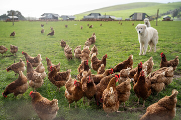 free range chicken farm with chook tractors and guardian dogs © William