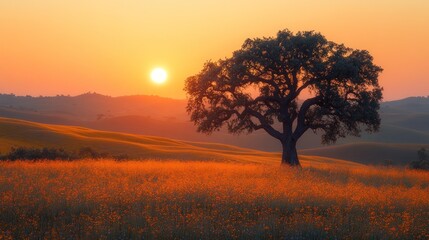 Fototapeta premium Sunset Serenity: Lone Oak in a Golden Field