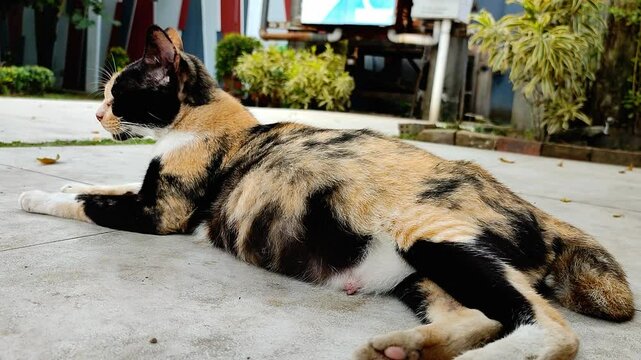 A relaxed calico cat lying on a concrete pavement with plants in the background. The peaceful ambiance highlights the animal's calm nature and natural surroundings.