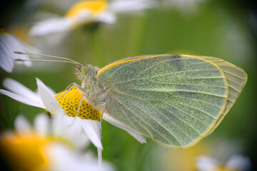 Natura