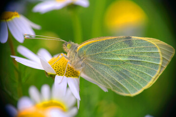 Natura