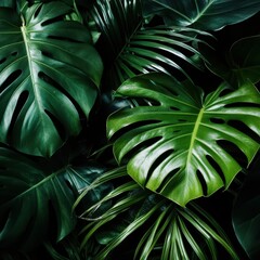 Deep Green Monstera With Dramatic Shadow Effects.