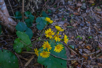 ツワブキの黄色い花と丸い葉