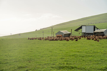 free range poultry farm with chook tractors and chickens on pasture grass © Phoebe