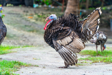Turkey showing its plumage in tropical environment of cebu island