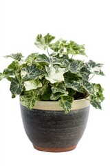 Fototapeta premium Hedera helix variegata in a stylish pot on a clean white background showcasing detailed foliage