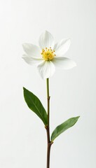 Single white blossom standing out against all-white backdrop, bloom, tranquil, floral