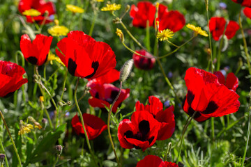 Bright red poppies in full bloom under the sun, surrounded by lush green grass and yellow wildflowers