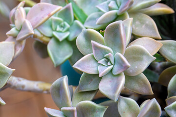 Graptopetalum paraguayense or also called the ghost plant, Graptopetalum paraguayense is an...