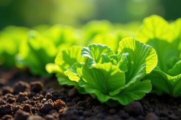 Close-up of lush lettuce plants flourishing in sunlight-drenched earth , garden, farming, leaves