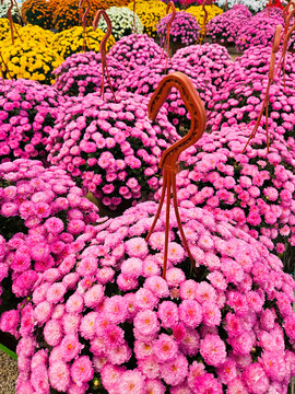 Bunches of Purple, Orange, Yellow, Red, Marroon and Pink Chrysanthemum Mums Flowers