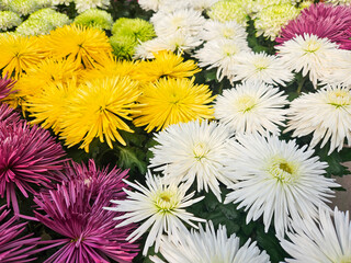 Colorful chrysanthemum flowers. Scientific name: Chrysanthemum Morifolium