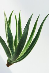 Illustration of different parts of the longuella plant showcasing its unique structure and characteristics