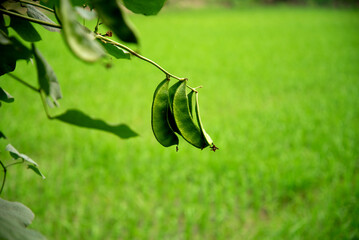 Green peas in the garden. Green beans. harvesting
