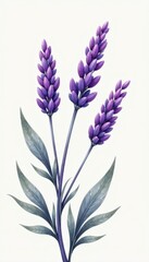 Naklejka premium Intricate lavender branch illustration, soft lines, refined aesthetic , vintage, high resolution, spa